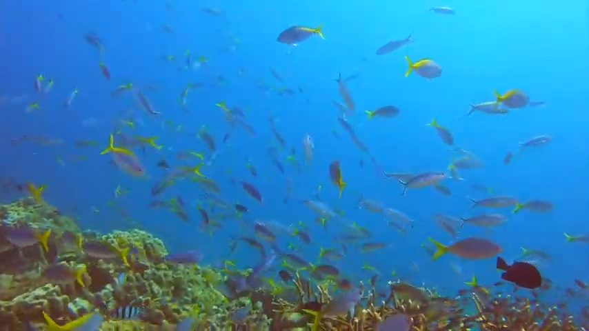 珊瑚礁が広がる海にイエローバックヒュージラーが群泳
画像提供／ほうぼう屋タオ島店