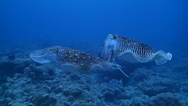 【石垣島発】巨大なコブシメがサンゴの棚で繰り広げる産卵行動