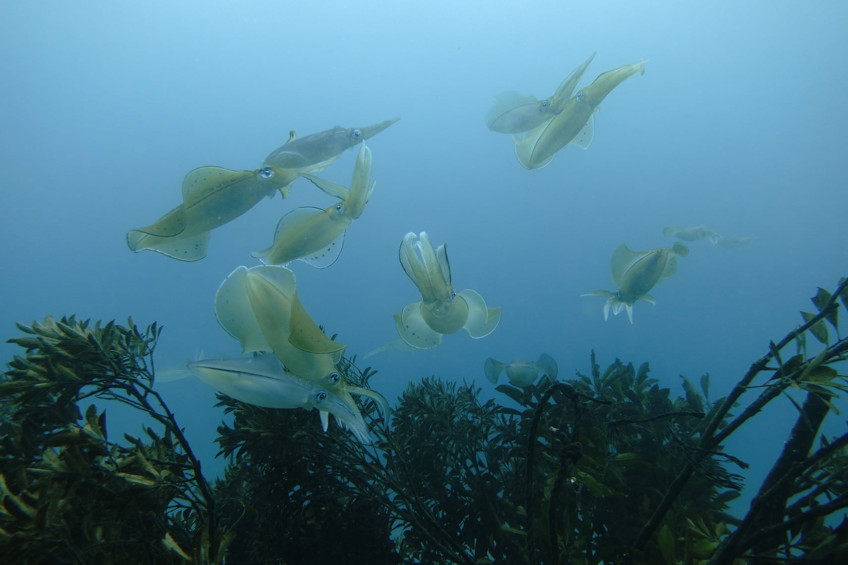 東伊豆 富戸でアオリイカの大産卵ショー絶賛開催中 Marine Diving Web マリンダイビングウェブ トピックス