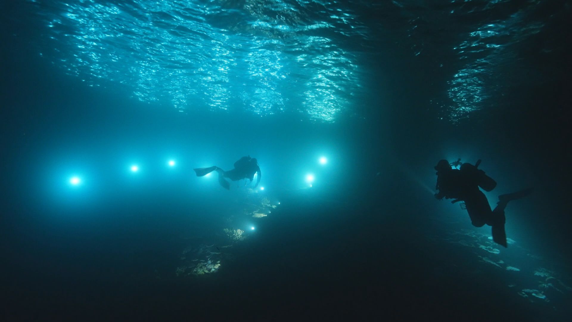 【沖縄】 SF映画のような世界に現れるスケスケのキモカワ深海生物とは！？