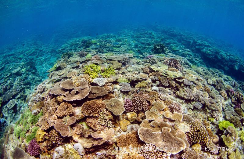 万座のミニドリームホールで撮影した珊瑚群。多くの魚を観察することができます。安全停止中はダイバーの目を楽しませてくれます。