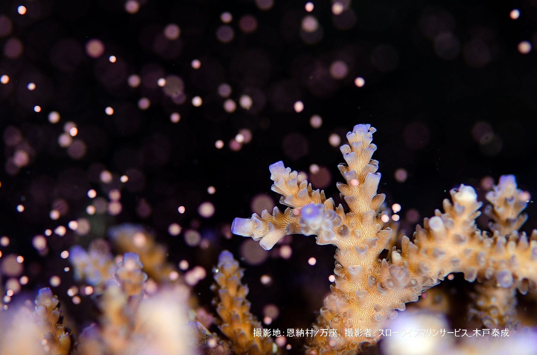 バンドルと呼ばれる、サンゴの卵がひとつずつ海中に放たれていく様子は幻想的です。