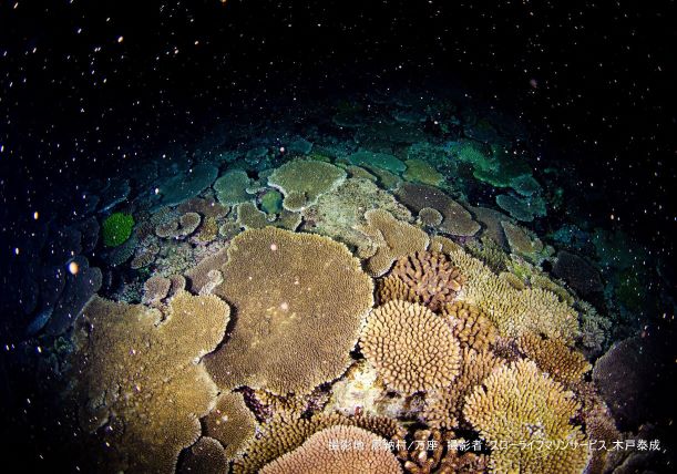 サンゴの一斉産卵は、まるで満天の星空のような景色に。新しい生命の誕生に、感動すること間違いなしの瞬間です。