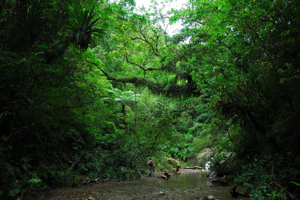 亜熱帯植物が群生する住用川支流

