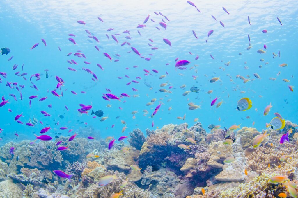 セブの海は元気です♪ 日本人ダイバーの皆さんに潜ってほしい