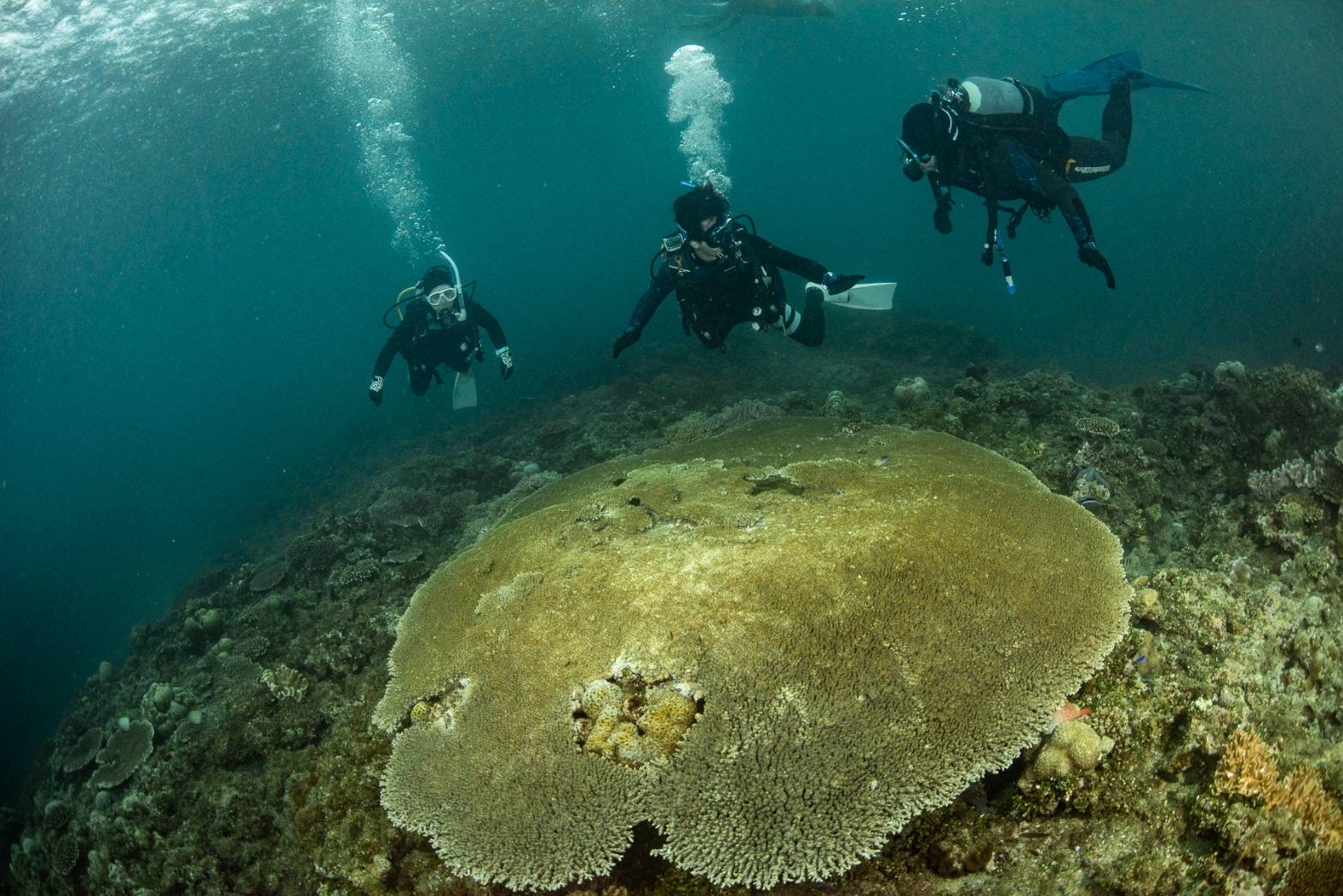 初めての沖縄ダイビングでは巨大なサンゴや広大なサンゴ礁に出会った
Photo by TWINS