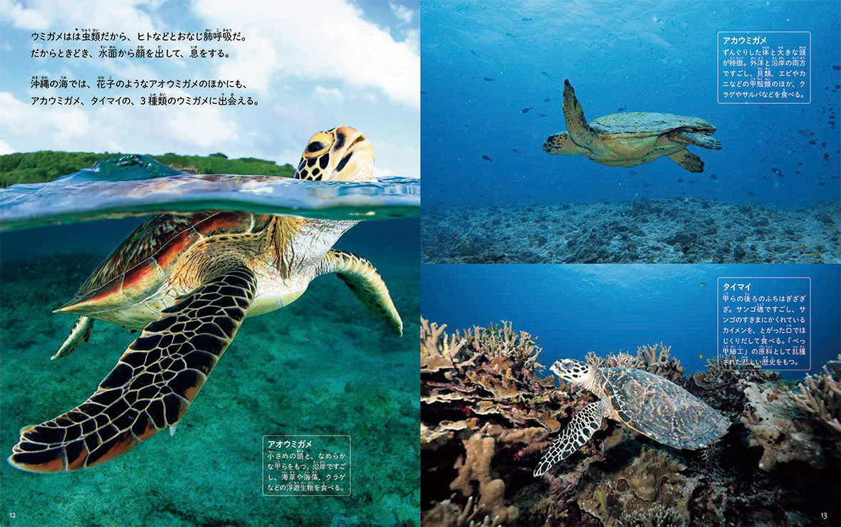 『海に生きる！ ウミガメの花子』写真絵本発売！　沖縄在住フォトグラファー黒部ゆみさん