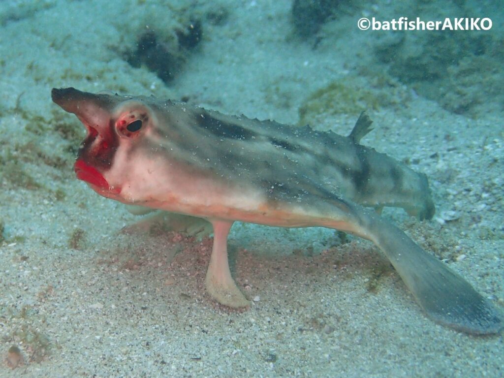 バットフィッシュに恋をして～ガラパゴス諸島探訪記～第2回 | Marine