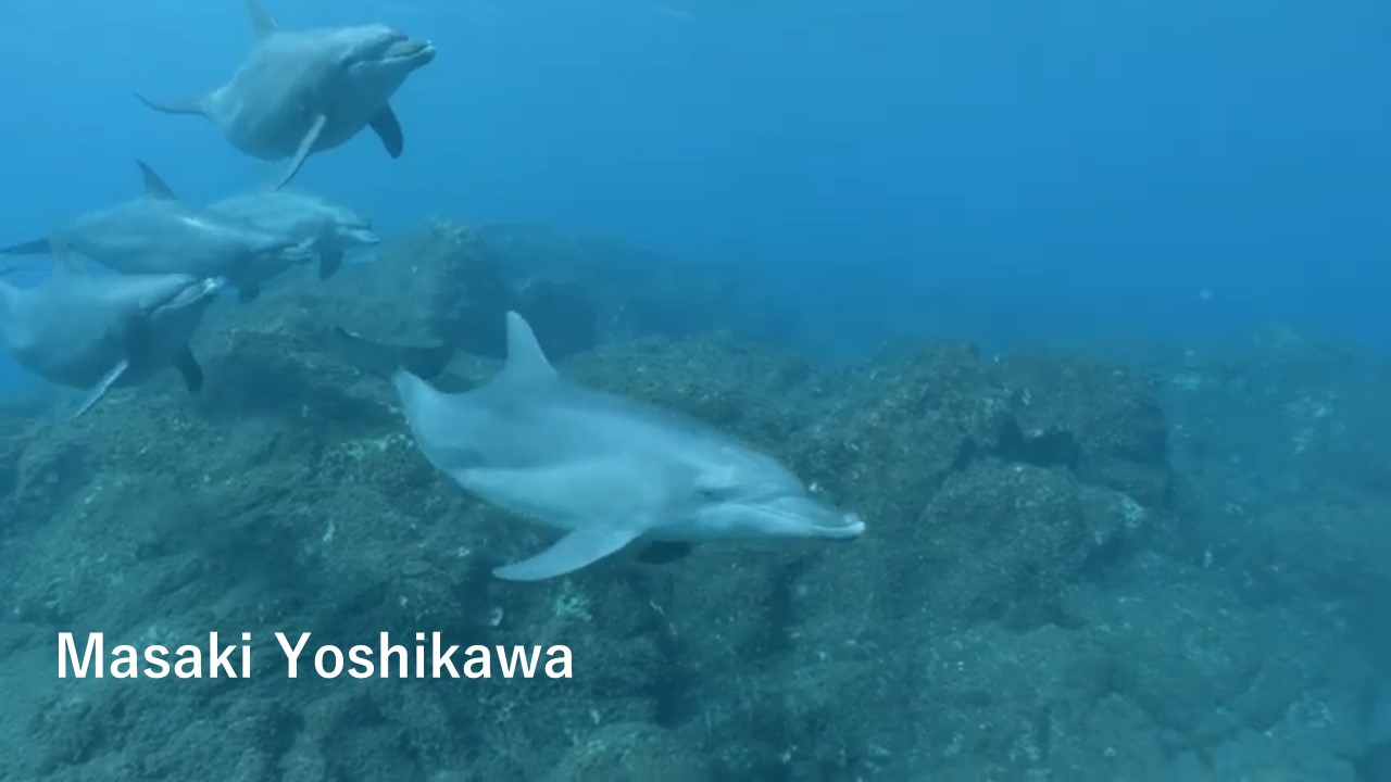 伊豆大島周辺で最近イルカの群れが！ ダイビングでも遭遇♪