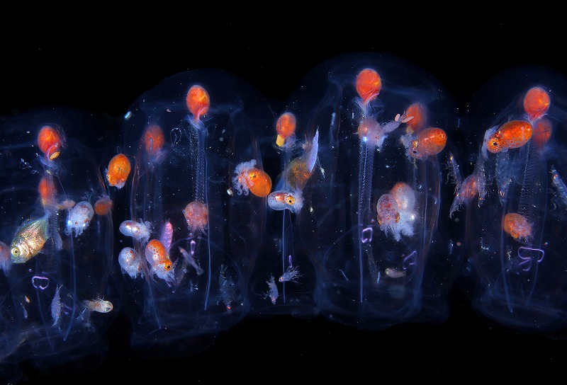 この不思議なプランクトンと幼魚たち……どういう状態なのか、ぜひ聞いてみたい！