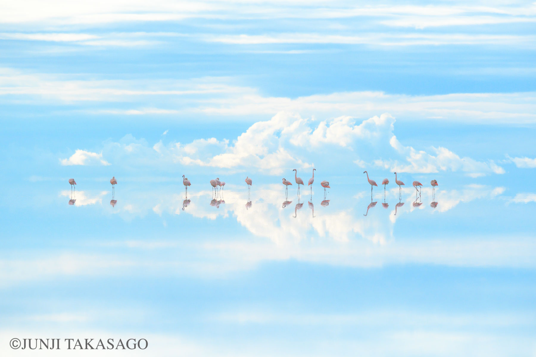 「Heavenly Flamingos」高砂淳二／Wildlife Photographer of the Year 58「自然芸術部門」最優秀賞受賞作品
