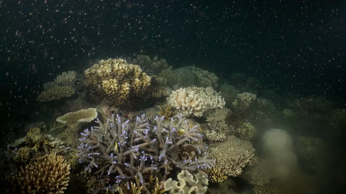 オーストラリア初！ フィッツロイ島のサンゴ再生プロジェクトで産卵を確認