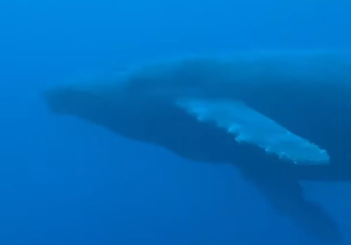 八丈島・ナズマドでザトウクジラの群れに水中遭遇！！