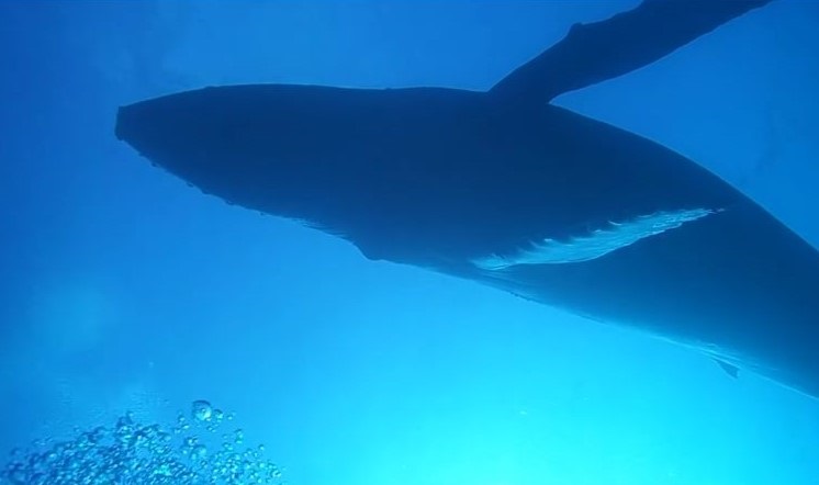頭上を悠々と泳ぐクジラをのけぞりながら撮影。近すぎてフレームに収まりません（写真／仲谷順五さん）