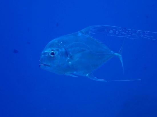 大型回遊魚も多種・多数いるパラオの海。イトヒキアジにも会えました。若魚なのに大きい
Photo by Sakiko Oshima