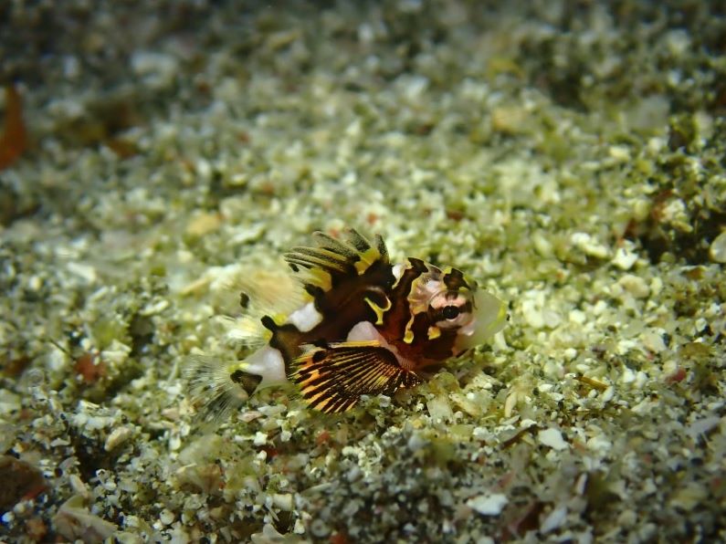 新種⁉　ヒレボシミノカサゴの幼魚⁉　富戸にレア生物出現！