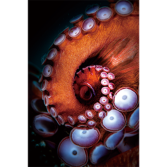 國本真琳「Pacific Giant Octopus」