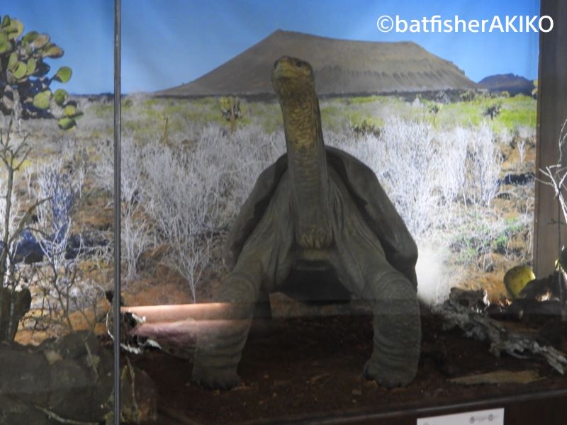 今ははく製となって隣接するガラパゴス国立公園管理局で展示されているロンサム・ジョージ