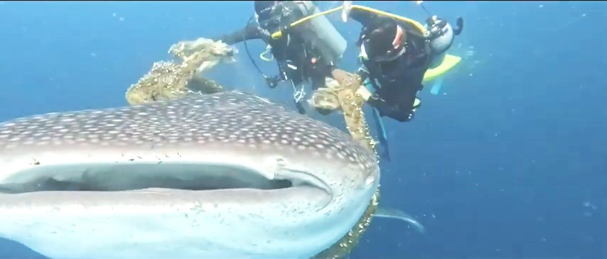モルディブでロープに絡まったジンベエザメを日本人ダイバーが救出！