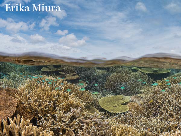 石垣島北部の豊かなサンゴ（2022年5月撮影）
