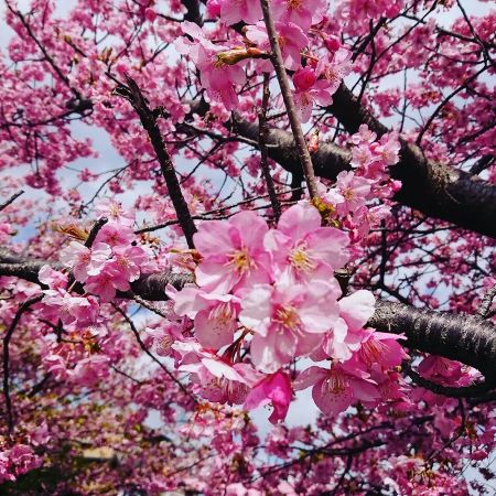 伊東市で今春撮った河津桜
Photo by Yukari Goto