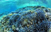 ダイバーなら知っておきたいサンゴのこと 第2回：サンゴの種類