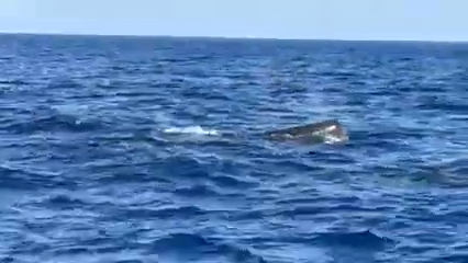 三宅島沖でマッコウクジラの群れが出現！　ホップアップも多数目撃！！