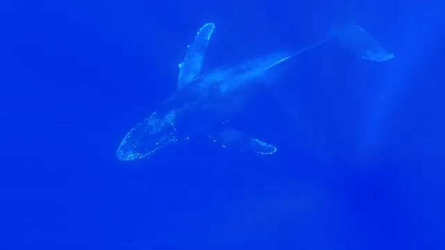 古座ブルーが楽しめる紀伊半島沖にザトウクジラが登場！