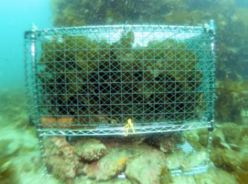 2023年3月、愛媛県八幡浜礁沖に設置された藻場礁