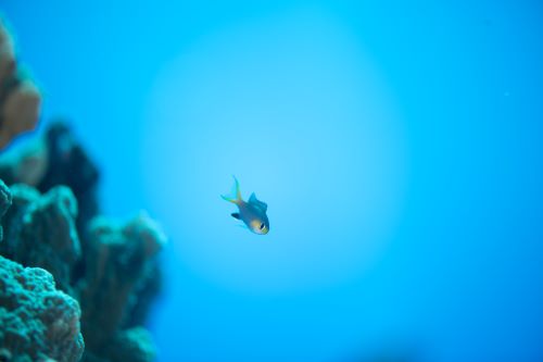 写真／もりうは
「画面の中にちょこっとミジェットクロミスが、かわいいですね。動きの速いお魚ですが、青い海バックに良く撮りましたね」（オブジャンビーチ）
