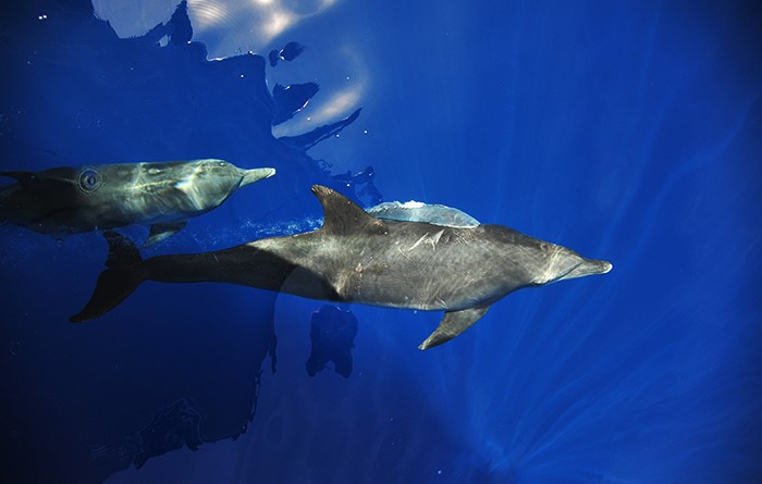 ボニンブルーの海に人気者のイルカが登場！

