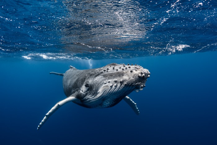巨大な口を向けて迫ってくるザトウクジラ
Photo by Grégory Lecoeur