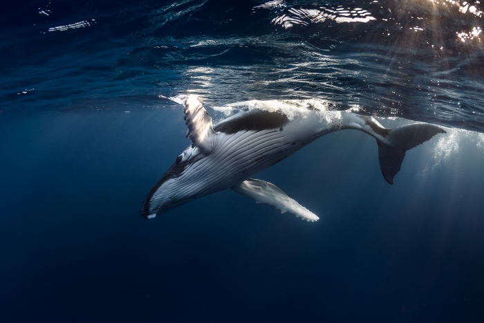 潜降の練習をする子どものザトウクジラ
Photo by Grégory Lecoeur