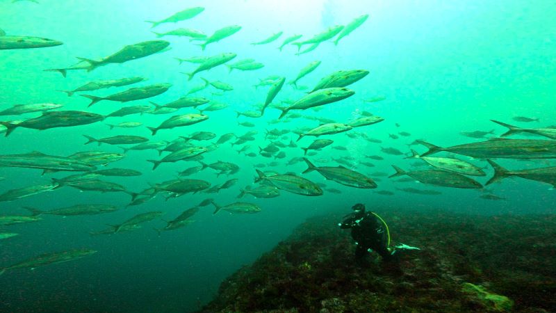 千葉県勝浦の海で迫力ある回遊魚の群れを堪能！