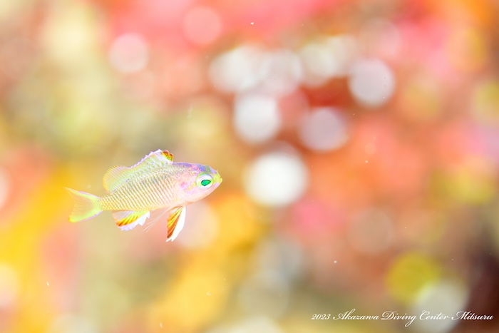 キシマハナダイ幼魚。やさしい色合いから春の海を感じられます

