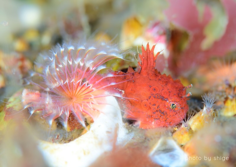 過酷な海ですが、カラフルな生き物も。