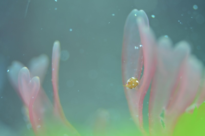 一年を通して見られるマキエホテイヨコエビ。ピンクの可愛い海藻とコラボで撮れるのは、今の時期ならではです（写真：高木さん）