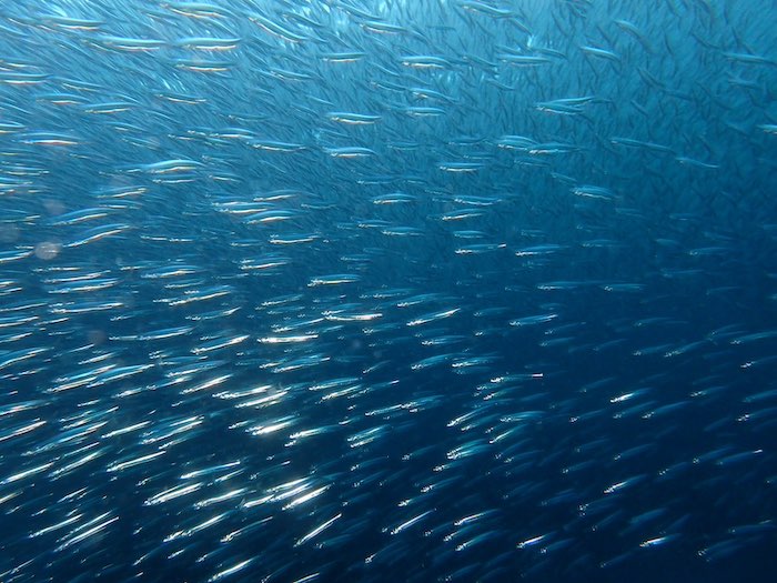 浅場にいる、流れ星のようなキビナゴの群れ

