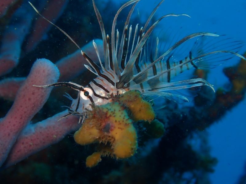 かわいく撮ってね！と言わんばかりのミノカサゴ幼魚。
撮影／魚地司郎（かっちゃまダイビングサービス）