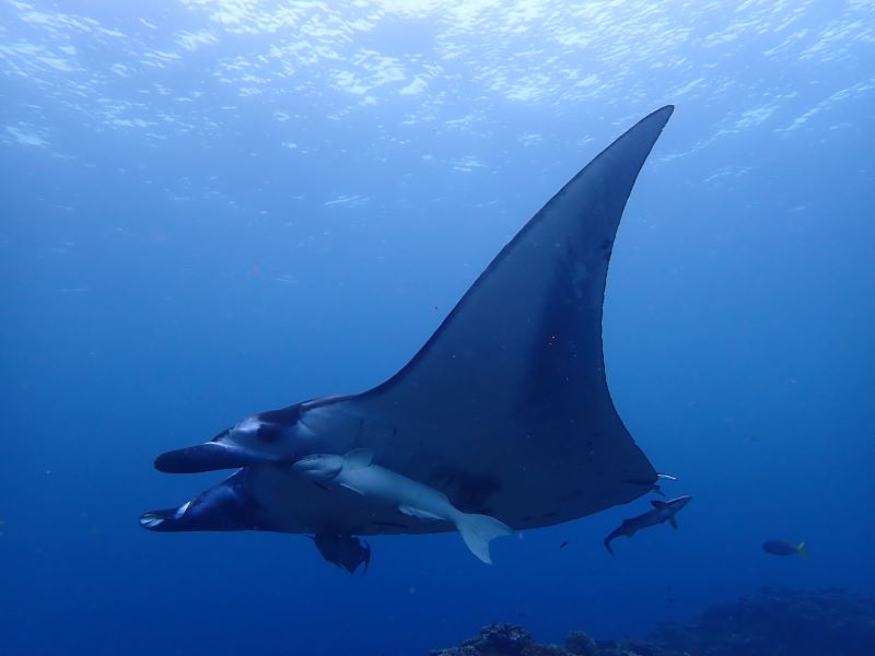 松浦智美さん（南ぬ島 DIVE SITE）