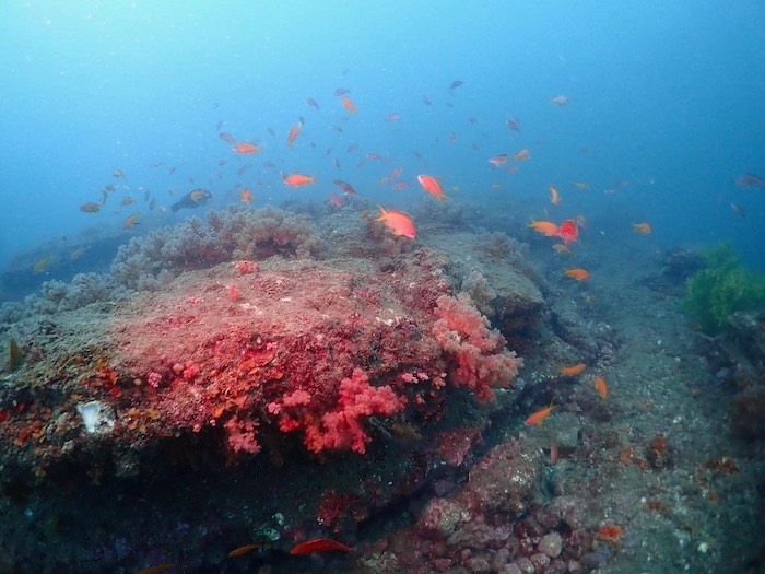 透明度は一時的にダウン気味……。だけど沈船や魚群などは変わらずそこにあります。熱海の夏の海を楽しみましょう！

