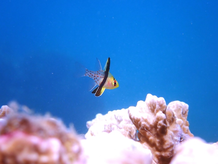 マンジュウイシモチの子どもは透明感があってかわいらしいと人気です
Photo by Yoshio Hori, Aquamagic Palau