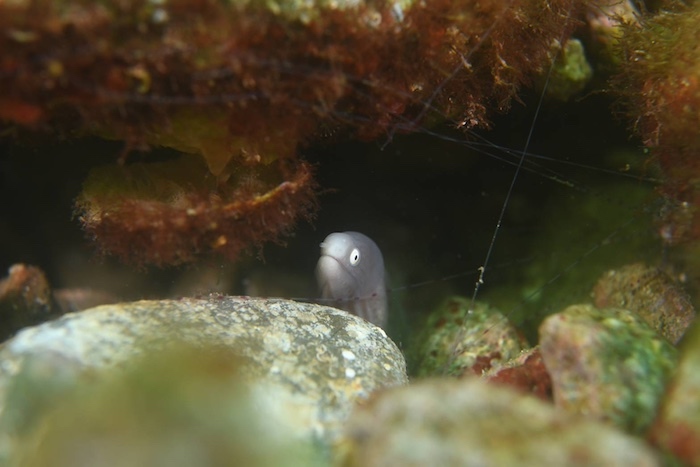 つぶらな瞳で見つめてくるサビウツボに会いに行こう！

