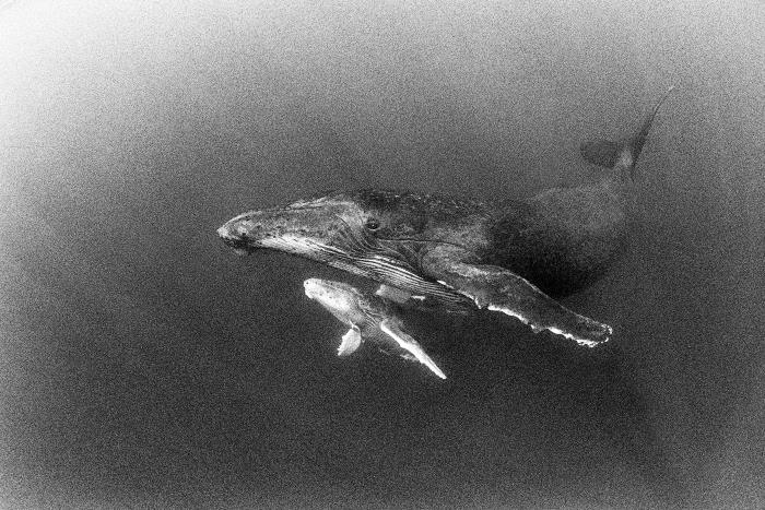 写真／中村征夫