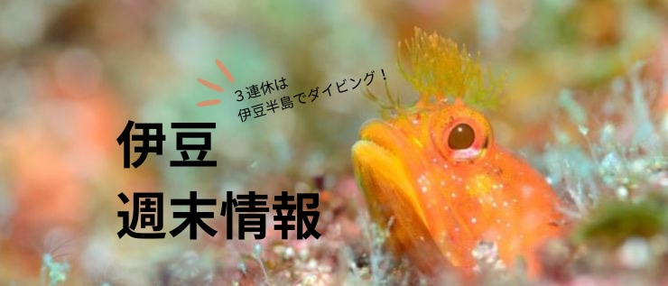 伊豆週末情報〜熱海、富戸、神子元、大瀬崎、獅子浜〜