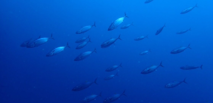 クロマグロやヒラソウダの群れと遭遇！

