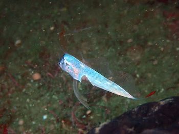 激レア！　深海魚のテンガイハタの幼魚が目撃されています‼︎