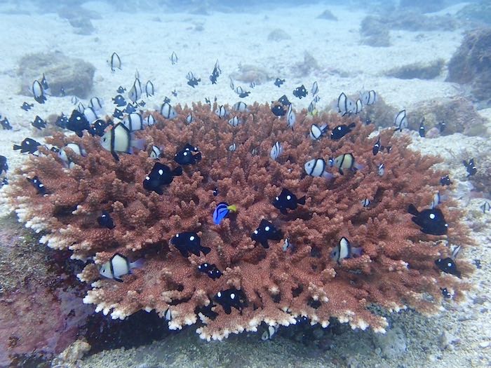 まるで沖縄！な光景が川奈でも見られるのです

