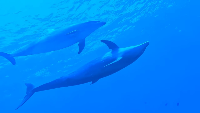 タヒチ ランギロアはイルカの島