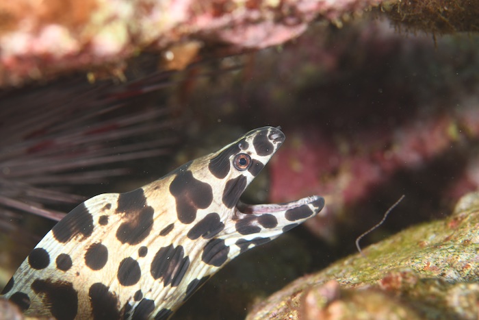 激レアなニセゴイシウツボ。獅子浜でまだ観察できています！

